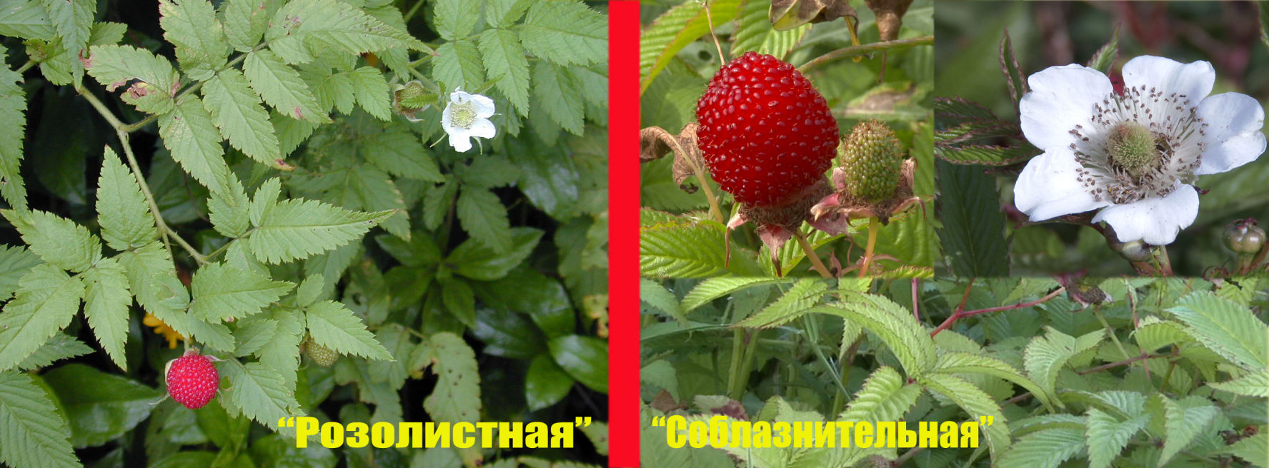 Малина розолистная
